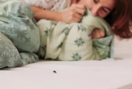 cimice del materasso